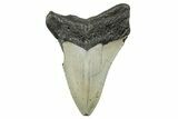 Serrated, Fossil Megalodon Tooth - North Carolina #273943-1
